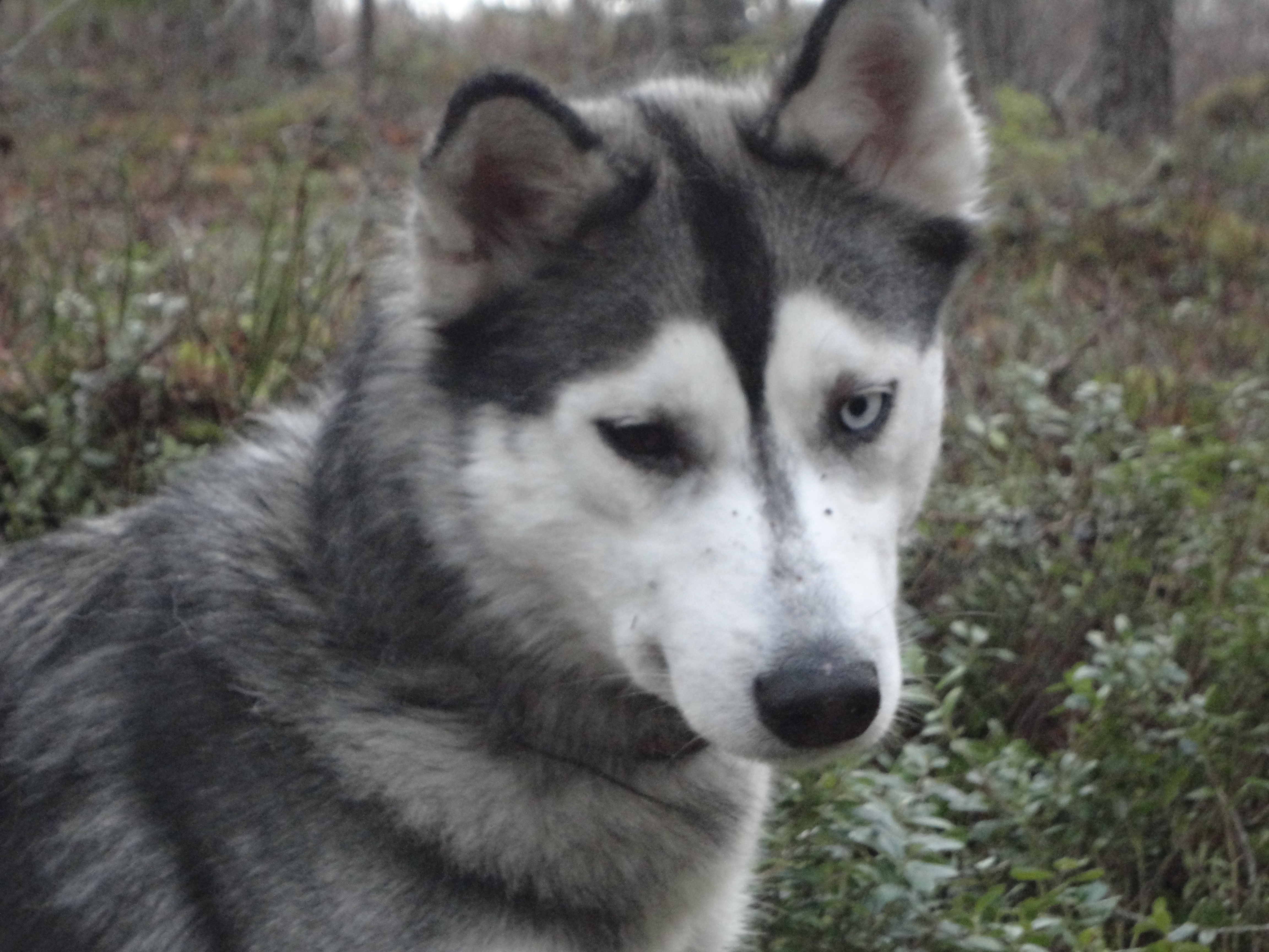 Run Roy´s  Sound of Thunder Misha