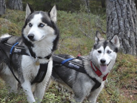 Misha og Jack rundt Finnholtsjøen.
