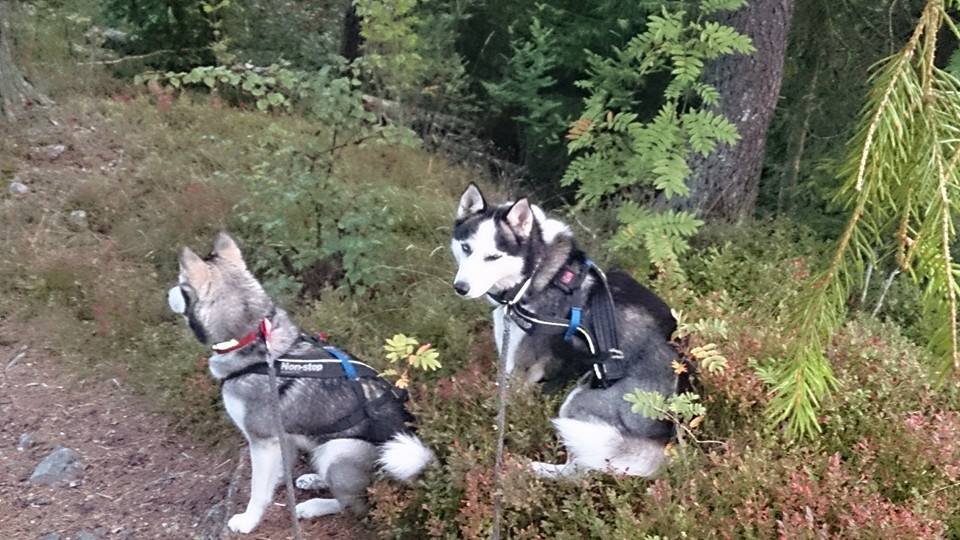 10300303_10154468010550153_8991630574183116122_n