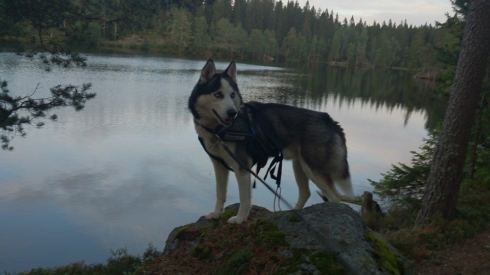 10433195_10154468016800153_1579408232934697677_n