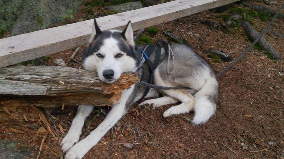 10445965_10154419862585153_4953243568274060204_n