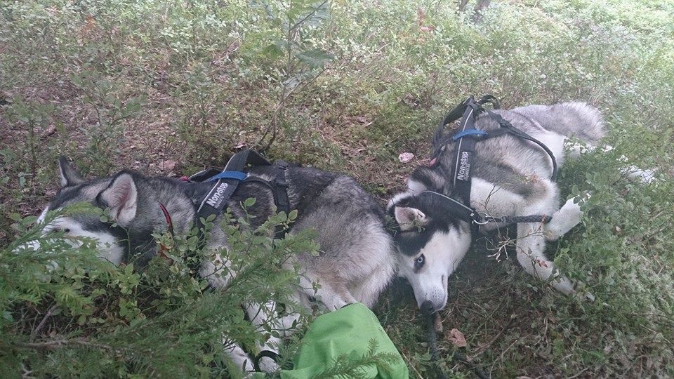 10450548_10154468010450153_4896207562263601493_n-1