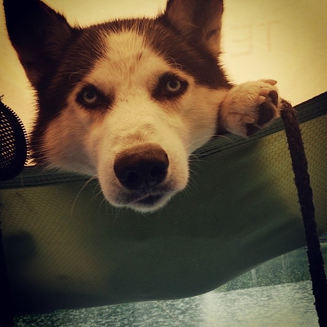 10526065_10154415698435153_803876381499005416_n