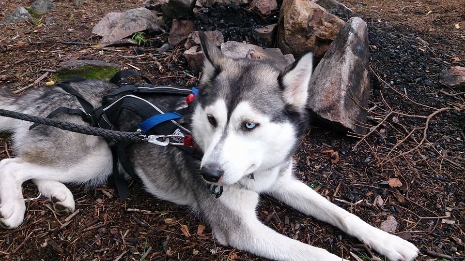 10526065_10154419862755153_2830522534454474619_n