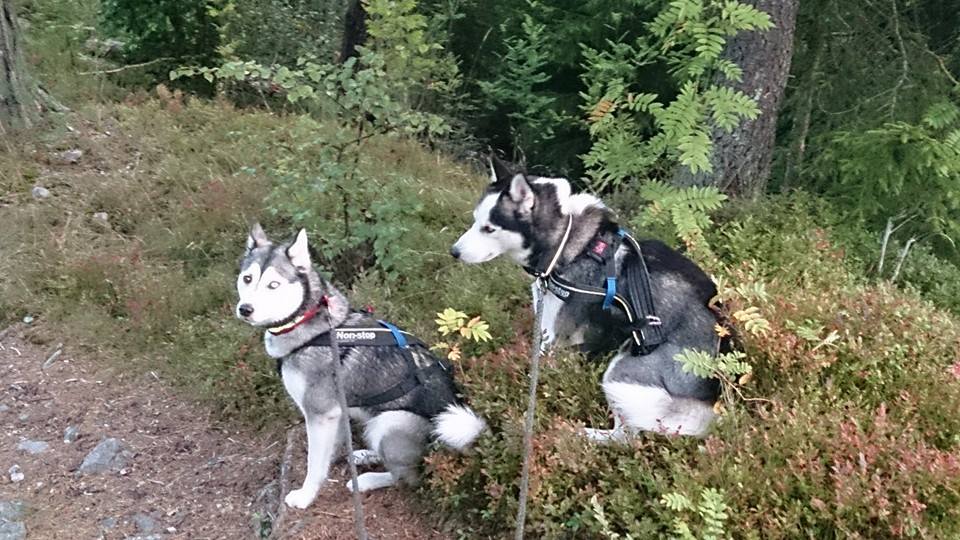 10565104_10154468010860153_7387205832845881609_n