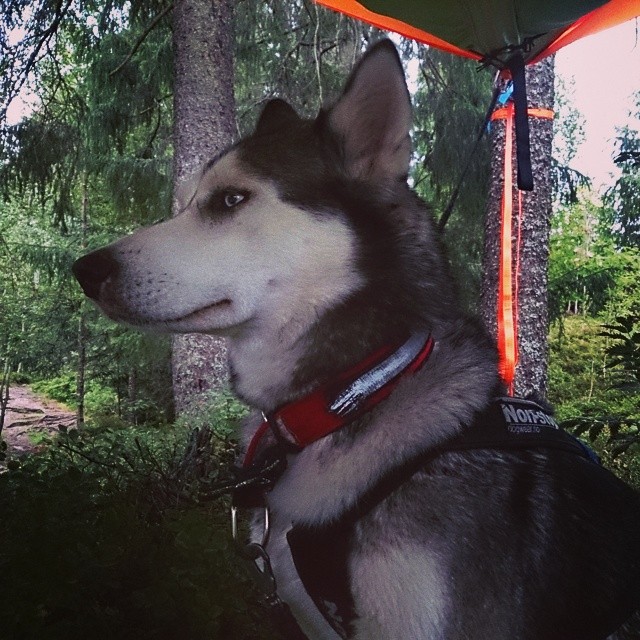 10600498_10154435801475153_8021883122102865717_n