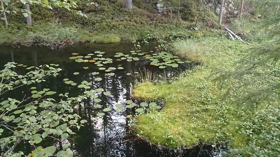 10603715_10154468012200153_5037898219177655367_n