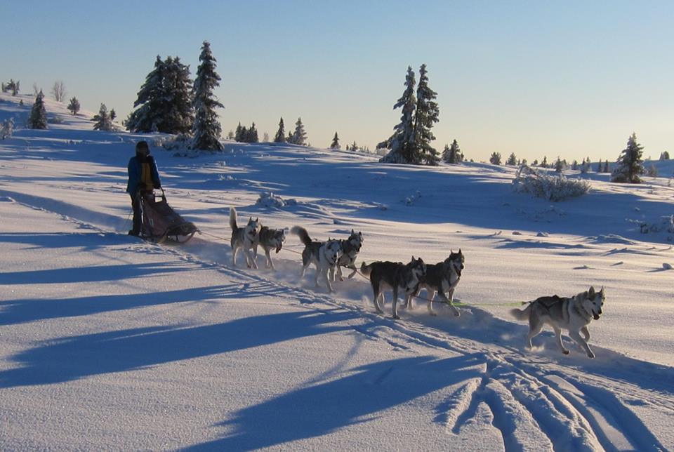 Klar for, Norsk Siberian Huskyklubb vintersamling på&nbsp;Syningen