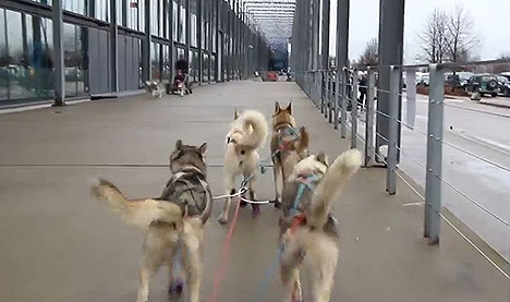 Hunden.no, tester NSHK sin hundekjøring på&nbsp;Dogs4all