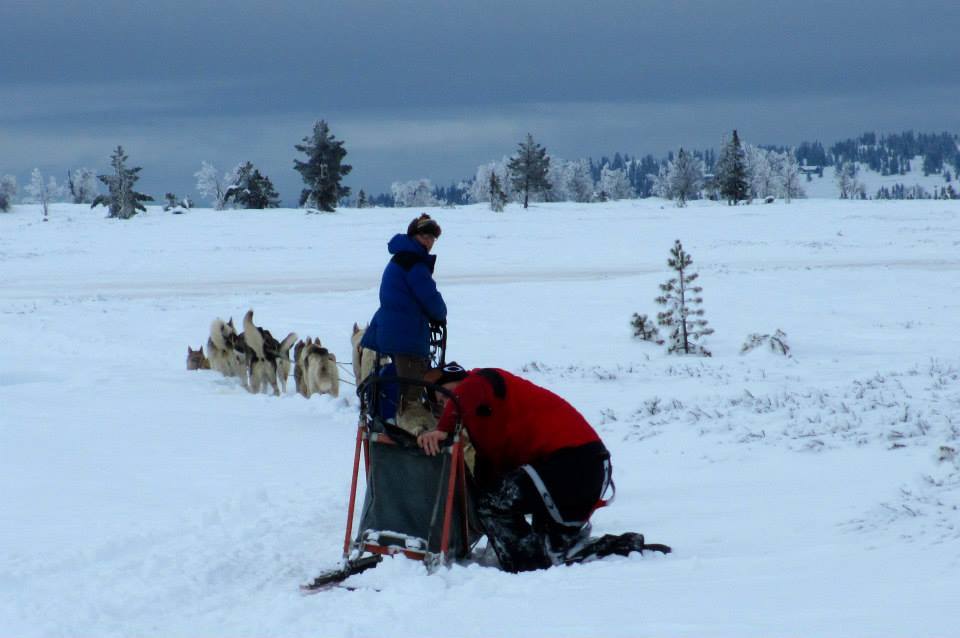 Norsk Siberian Husky Klubbs Høstsamling på snø, Syningen, Ål i&nbsp;Hallingdal