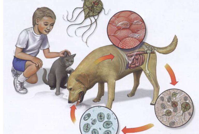 Giardia – Må tas på alvor – Kraftig&nbsp;advarsel!