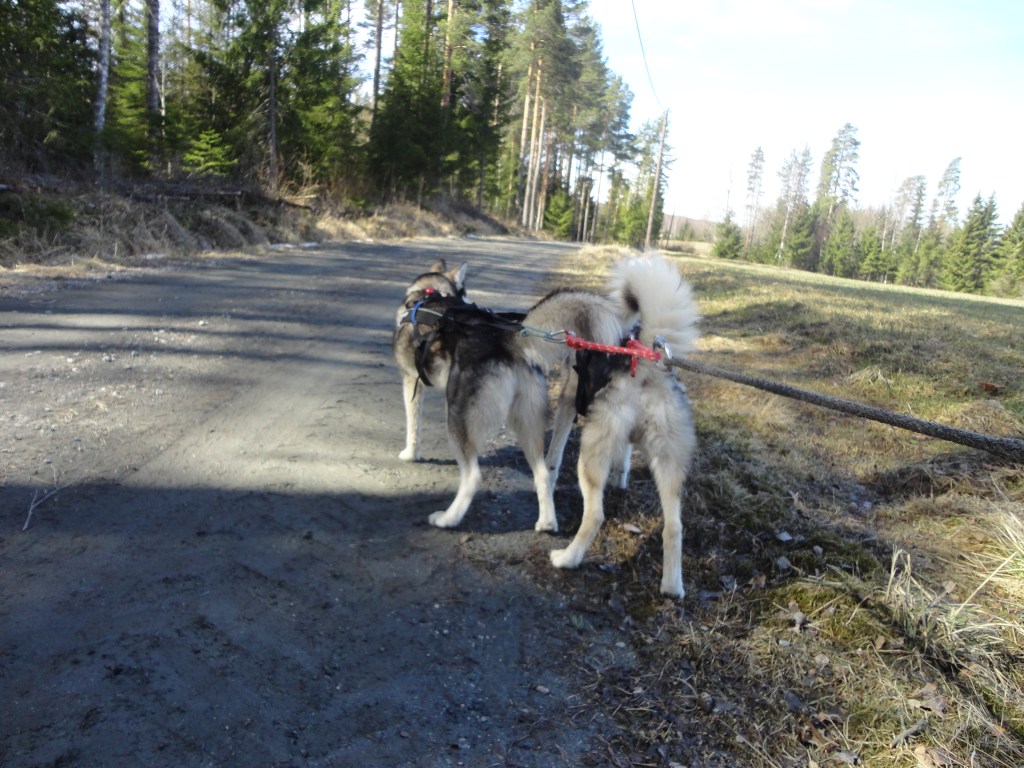 Små videoklipp fra trening 18 – 21 April