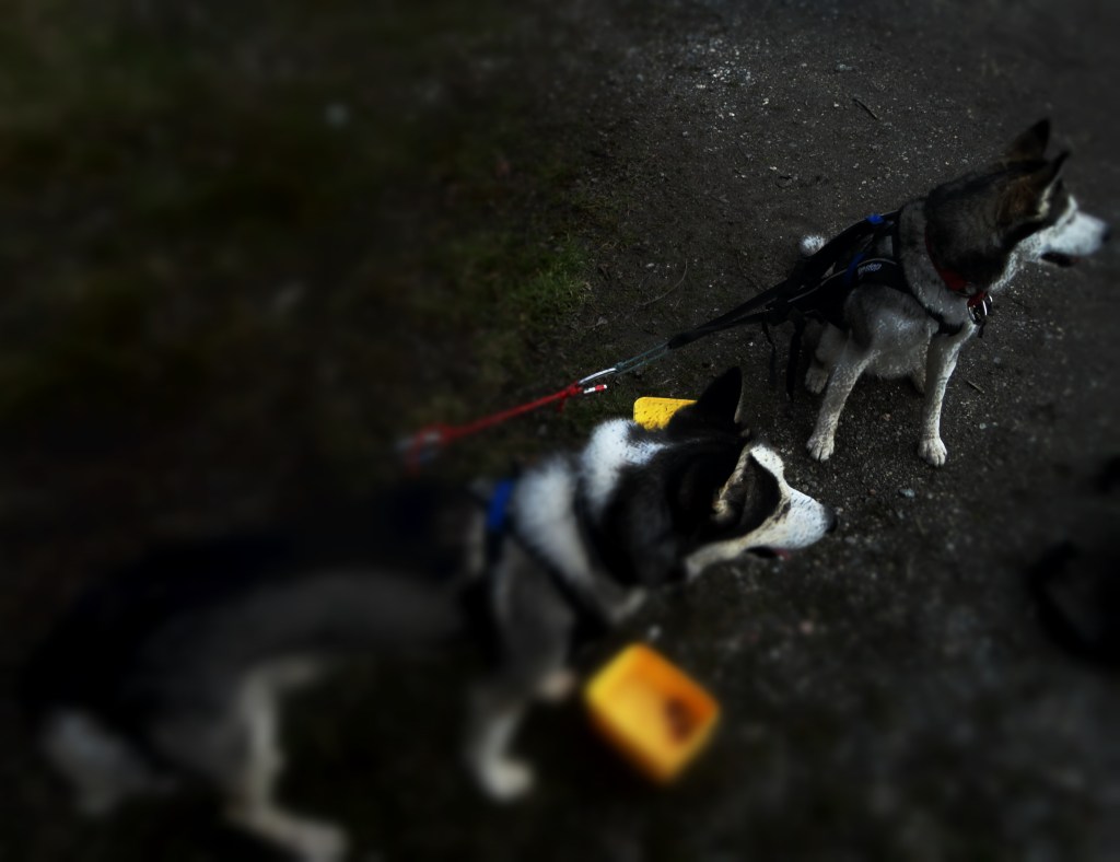 Trening 10.05.2015 på Sykkel. 16Km og ny rekord.