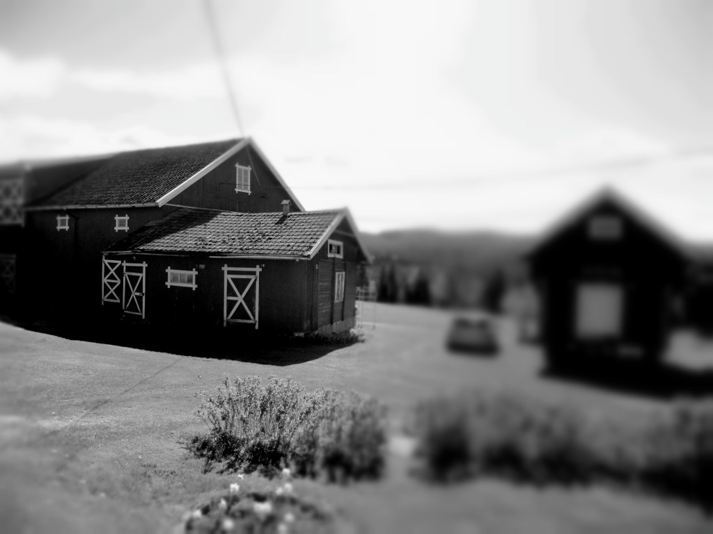 Trening med sibirsk husky på kickbike, 15Km .