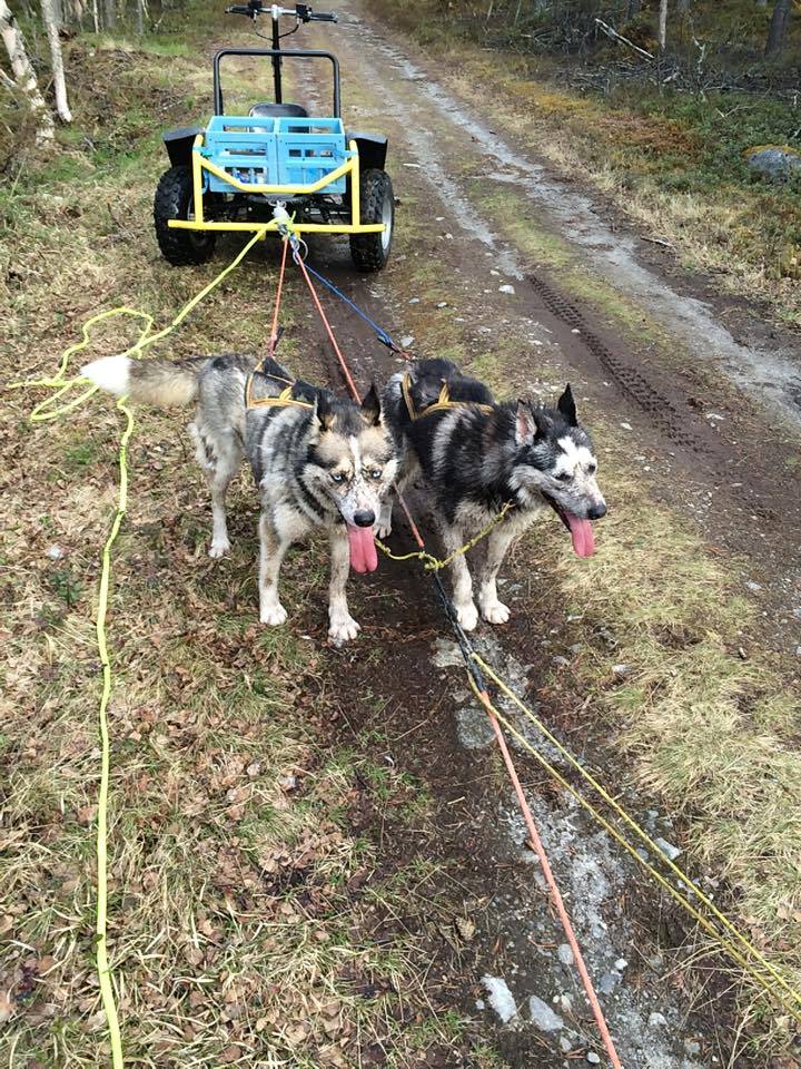 Velkommen Lady Varga Jegerdottir og Ixi&nbsp;Jegerdottir.