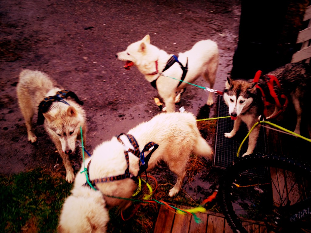 Trening Kickbike 4 Spann Bardufoss – Video.