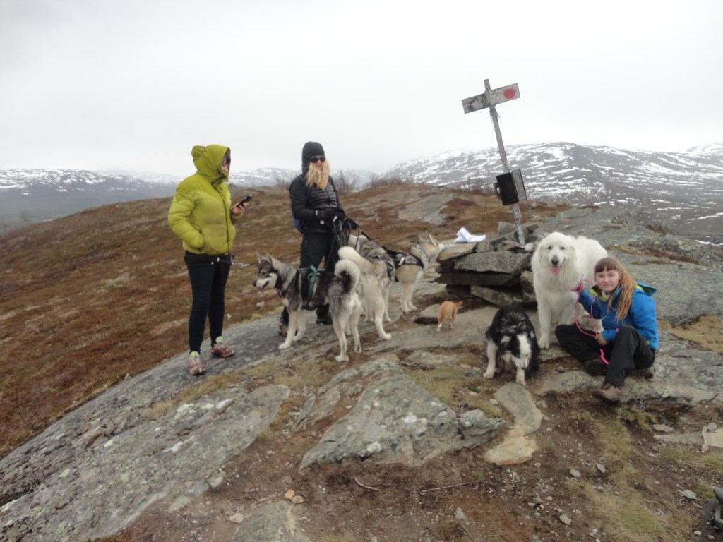 Topptur til Skjeggenesfjellet i Øvrebyggd med hunder og godt folk.