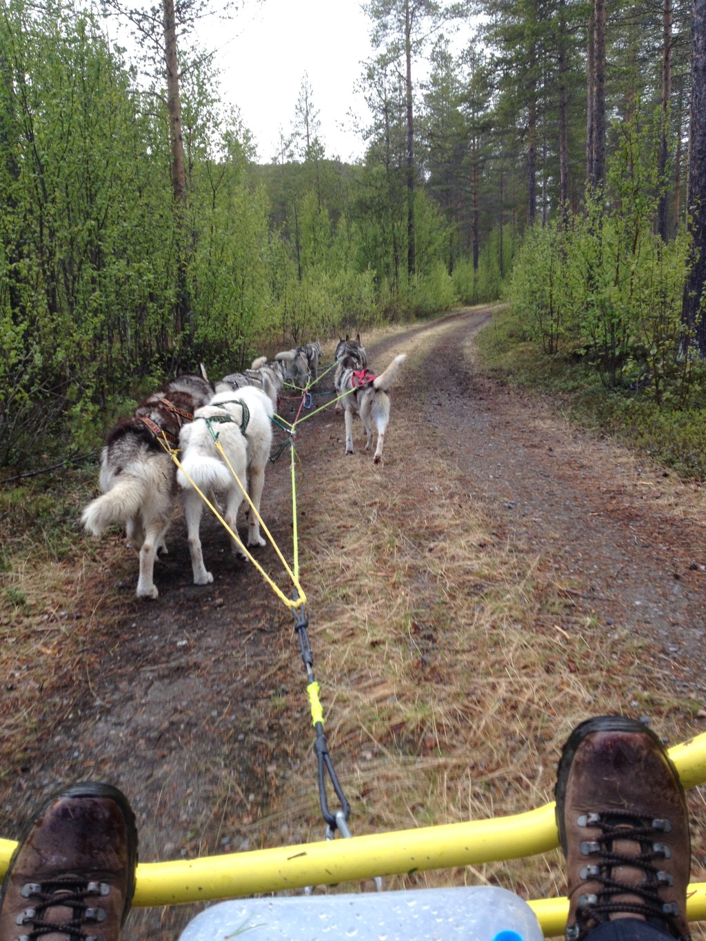 Video: Trening med Troll Vogn. 8 Spann – Misha Jegerdottir og Kari Trestakk Storm er lederhunder.