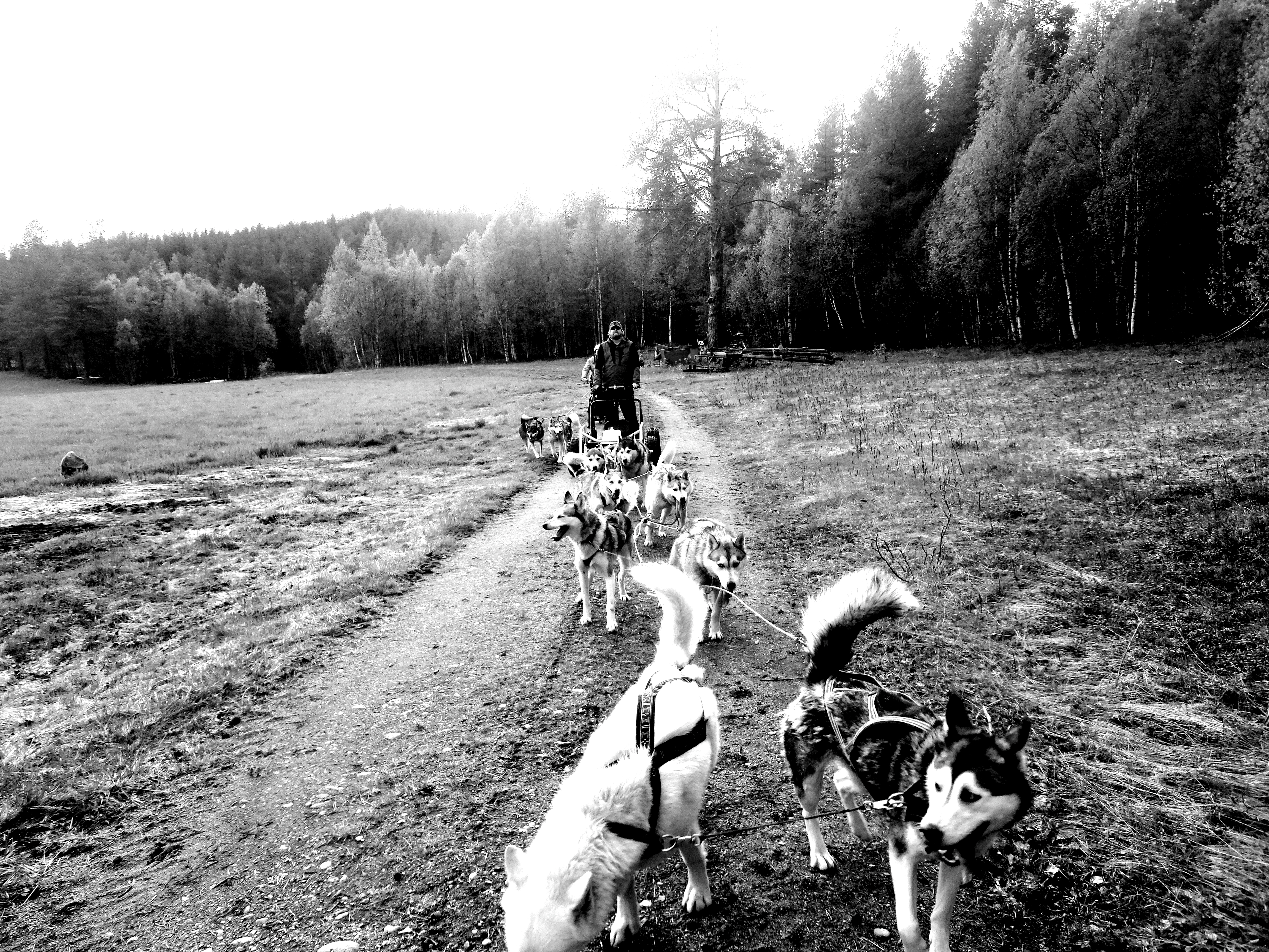 Jeg og hundene 1_Fotor