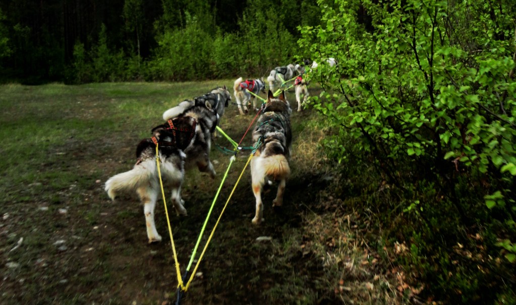 Video 17min: Trening Trollvogn Alapmoen – 15Km