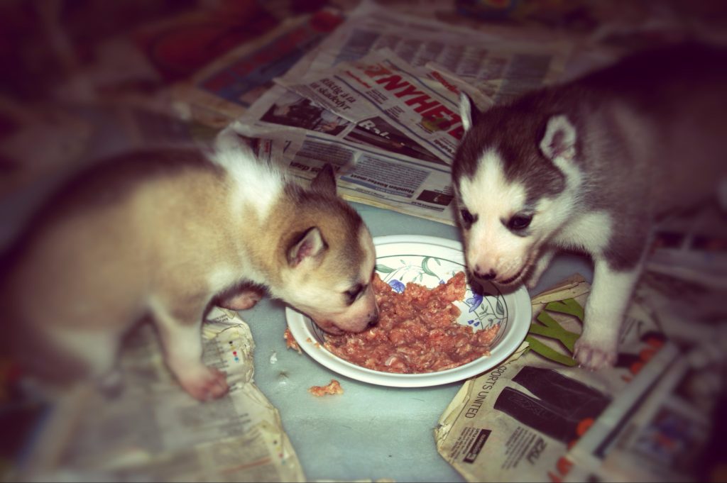 En liten videosnutt fra&nbsp;valperommet.