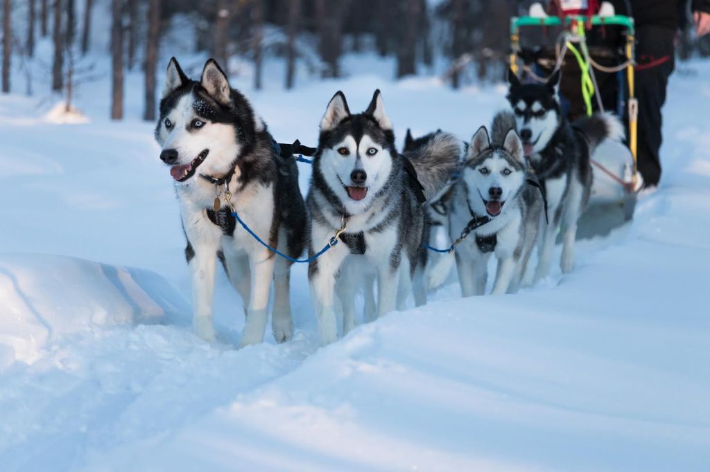 Team Lord&Lady sine vinterplaner&nbsp;2019