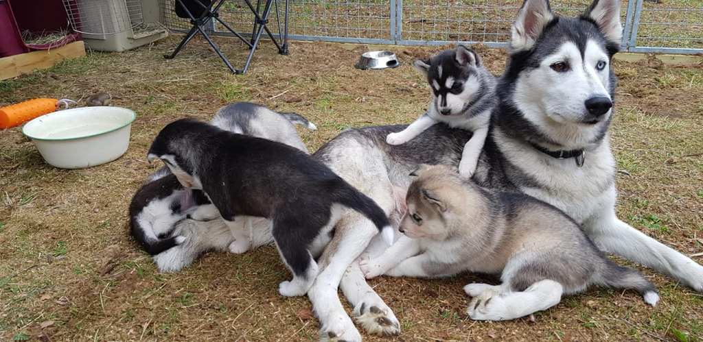 Valpene vokser som&nbsp;solsikker.