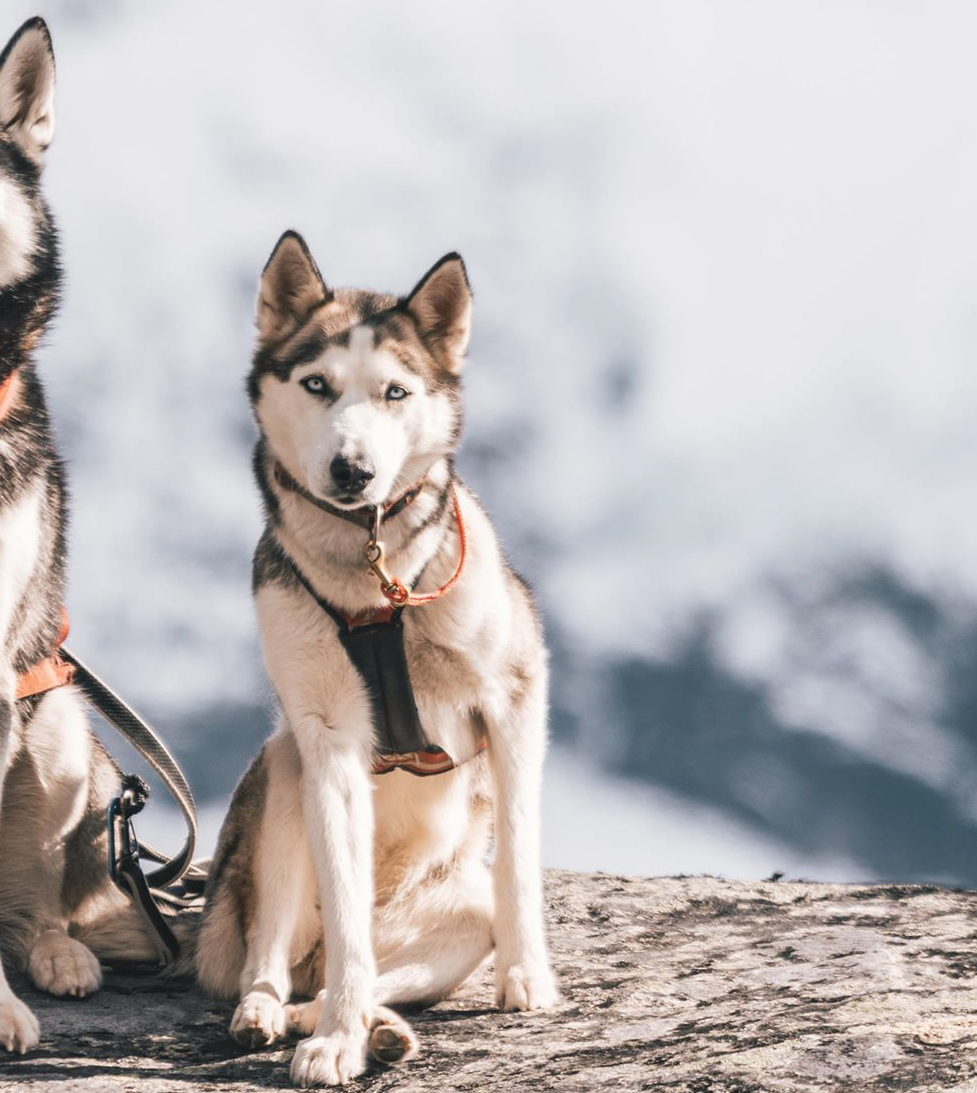 Vi venter valper i&nbsp;august.