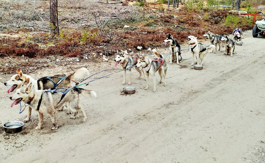 &laquo;Sirkus Jegaro&raquo; er konkurs, så nå kan vinteren&nbsp;komme…