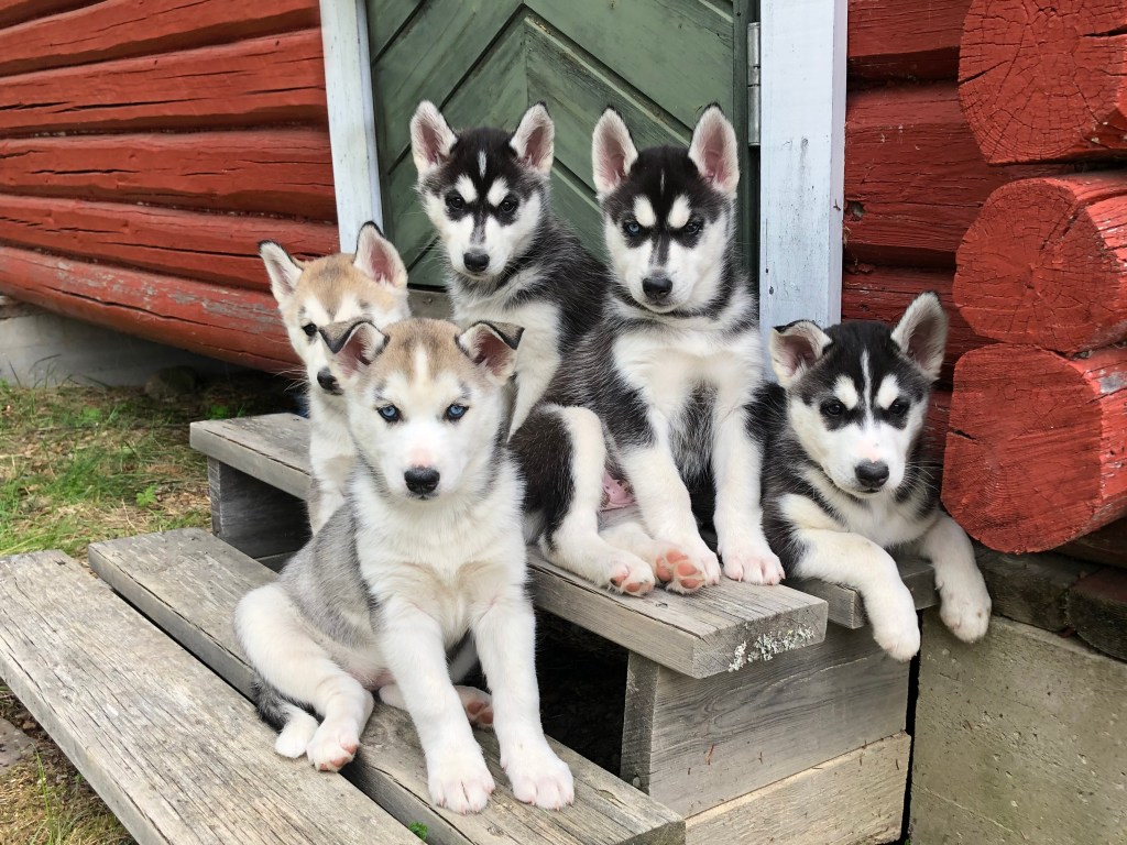 Valpekjøpets fire faser: