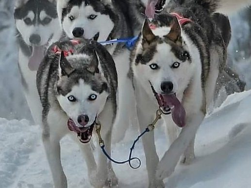 Jeger over skog og&nbsp;hei.