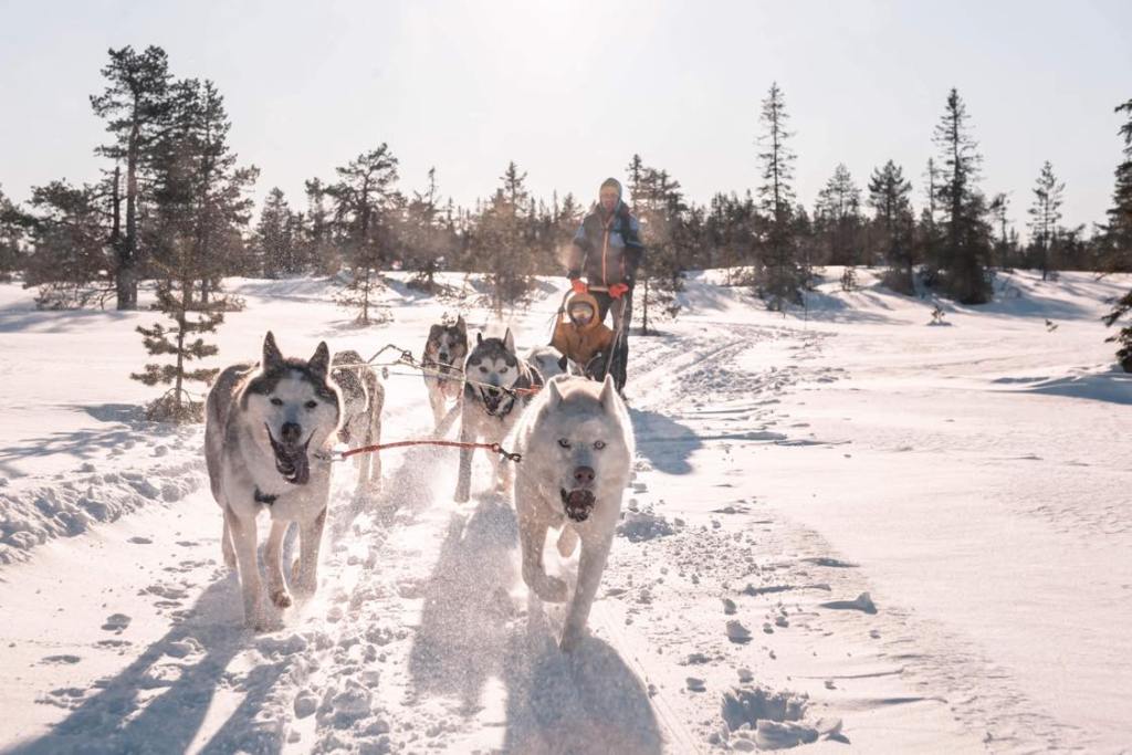 Parring mellom Aris og Siku hos Hedmarksvidda kennel i&nbsp;Brumunddal.