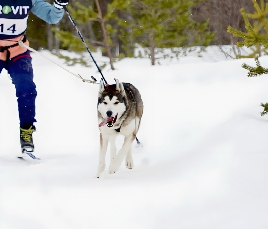 Lord Viktor av Kari Trestakk 