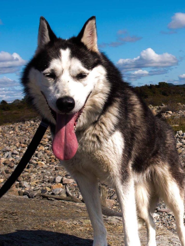 Lady Varga Jegerdottir