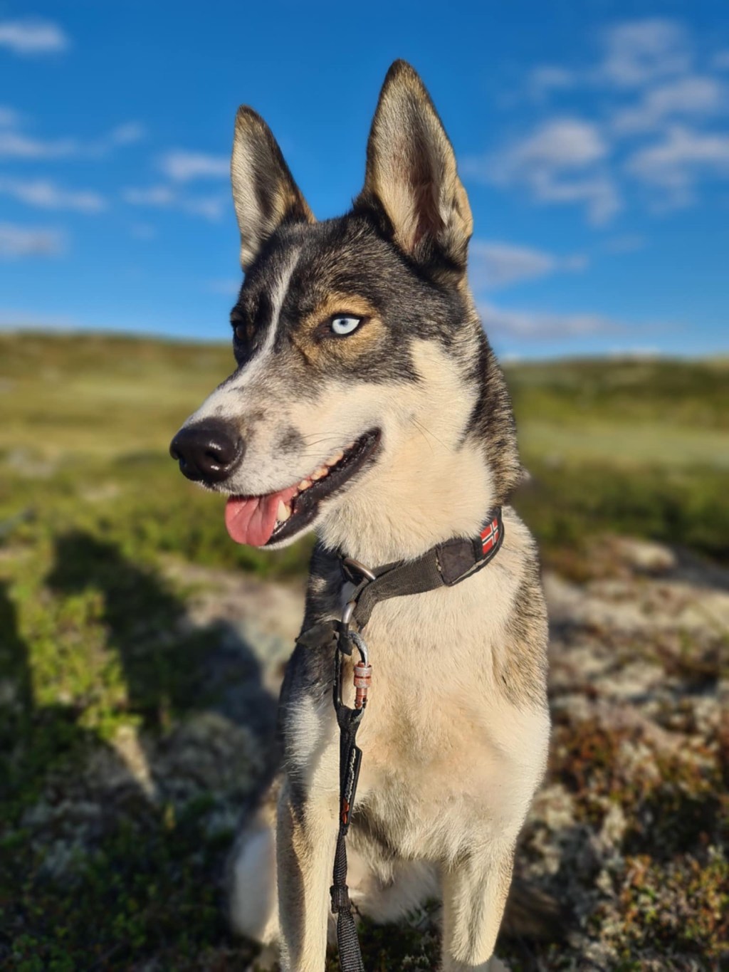 En sommerhilsen fra Aurora på&nbsp;Vestlandsferie.