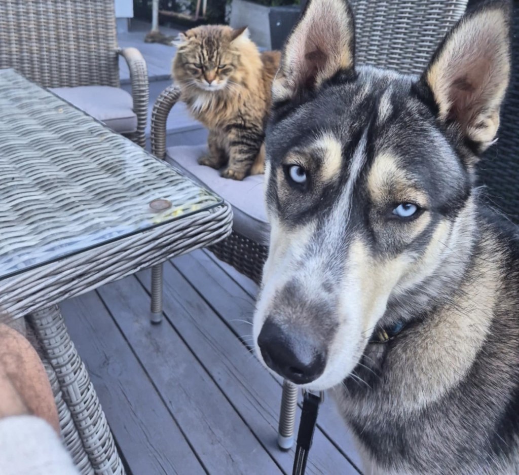 Som hund og&nbsp;katt…?