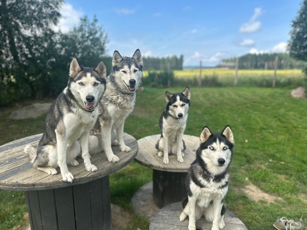 Gratulerer med dagen&nbsp;A-kullet