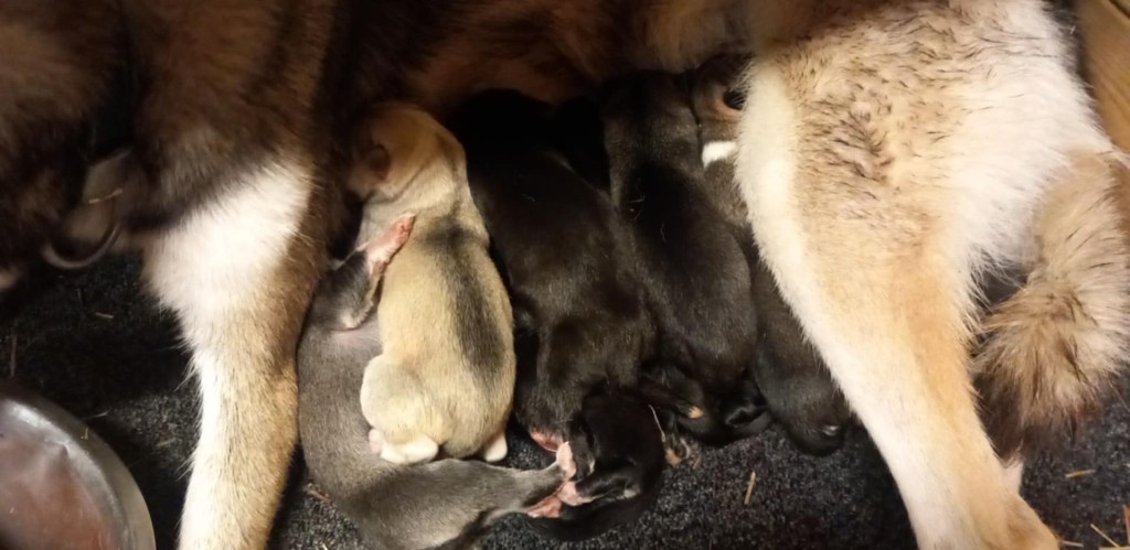 Velkommen til verden