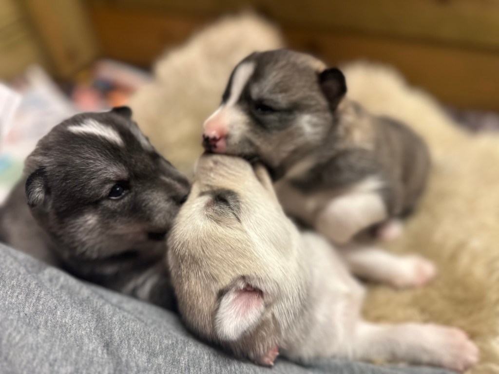 Valpene vokser og&nbsp;vokser