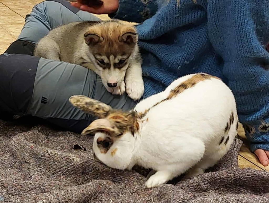 Valpene er 7&nbsp;uker