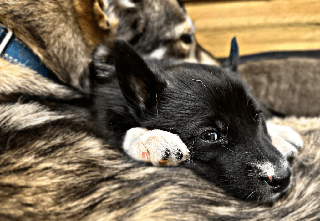 Bilder fra valperommet